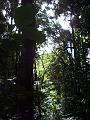 Forest, Binna Burra IMGP1493